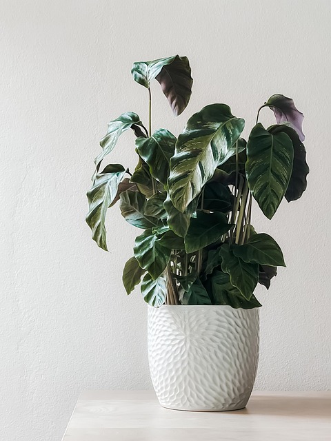 foto bloempot